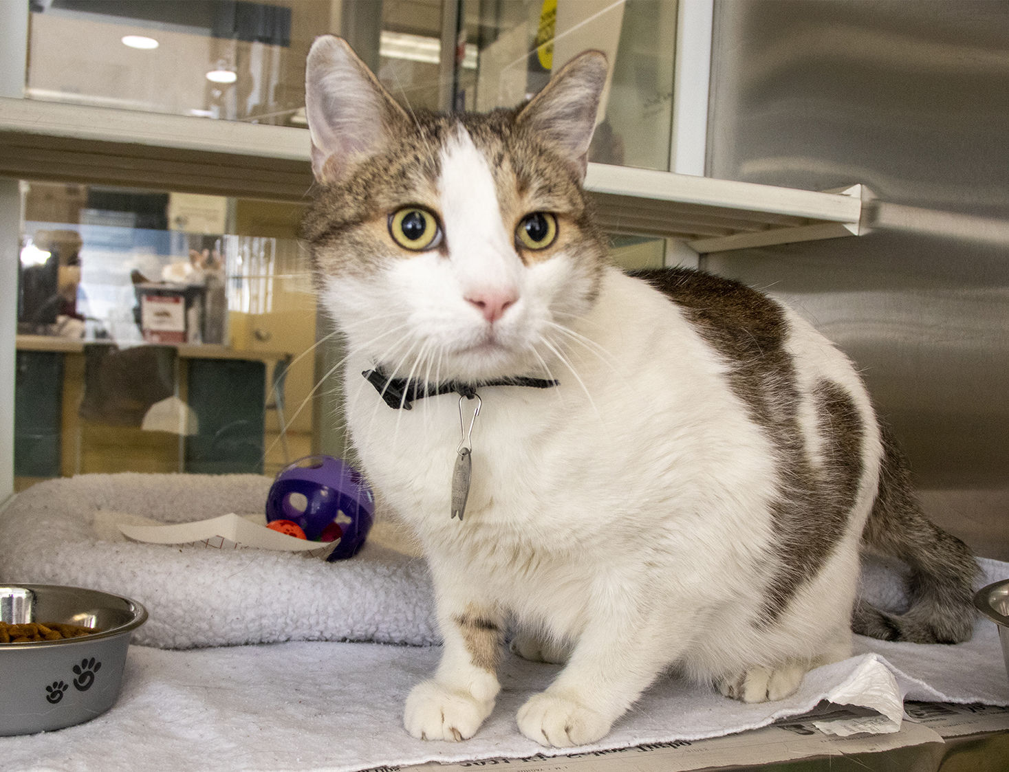 Pet of the week: Chunky